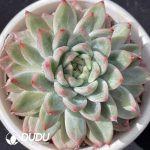 Echeveria Iceberg