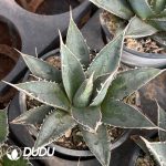 Agave Ghiesbreghtii K.KochiPlant