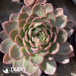Echeveria Glamour