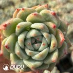 [RTS]Echeveria White Latam