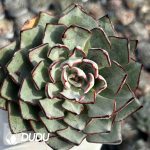 [RTS]Echeveria strictiflora