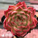 Echeveria Pineapple Orange