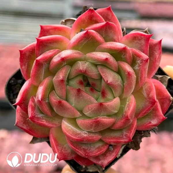 e201-2.jpg Echeveria Pineapple Orange - Image 1