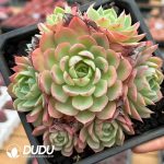 Echeveria Qi Li Xiang Cluster