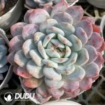 Echeveria Orange Monroe