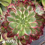 (Grafted)Aeonium Pink Jade Lotus