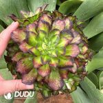 (Grafted)Aeonium Dragon Scale