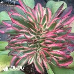 (Grafted)Aeonium Chanel Cristata