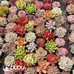 Echeveria 54pcs Random Collocation