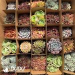 Echeveria 35pcs Random Collocation