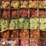 Echeveria 35pcs Random Colorful Collocation