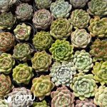 Echeveria 54pcs Random Hybrid Collocation
