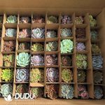 Echeveria 54pcs Random Colorful Collocation