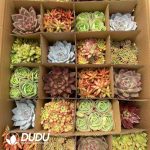 Echeveria 24pcs Random Collocation