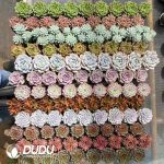 Echeveria 54pcs Random Colorful Collocation