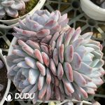 Echeveria Orange Monroe Clustering