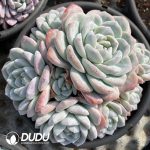 Echeveria Ice Jade Clustering