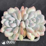 Echeveria Perfume Double Head
