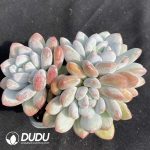 Echeveria Perfume Clustering