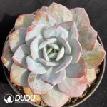 Echeveria Milk Tea