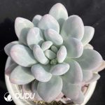 Echeveria Sweet Orange