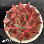 Echeveria Pink Diamond