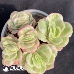 Echeveria Ice Rose Cluster