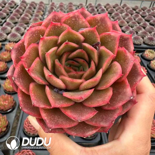 e201-21.jpg Echeveria Heartbeat - Image 1