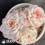 Echeveria Velvet Cluster