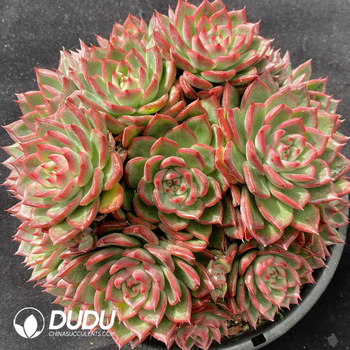 e201-211.jpg Echeveria Floriana Cluster - Image 1