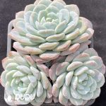 Echeveria Elegans Cluster