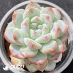 Echeveria Ice Dream