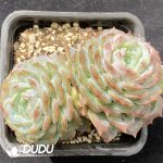 Echeveria Pure Love Double Heads