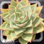 Echeveria Tesla