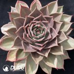 Echeveria Star