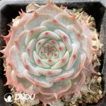 Echeveria Picachu