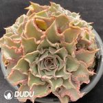 Echeveria White Madiba Cluster