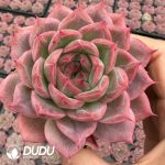 Echeveria Potala Palace