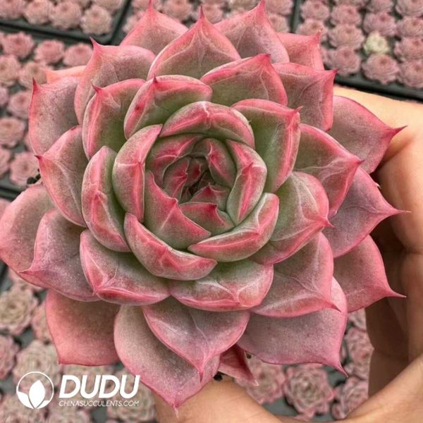 e201-22.jpg Echeveria Potala Palace - Image 1