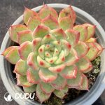 Echeveria Sun Star