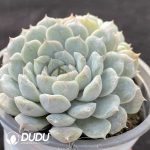 Echeveria Mary Bell Double Head