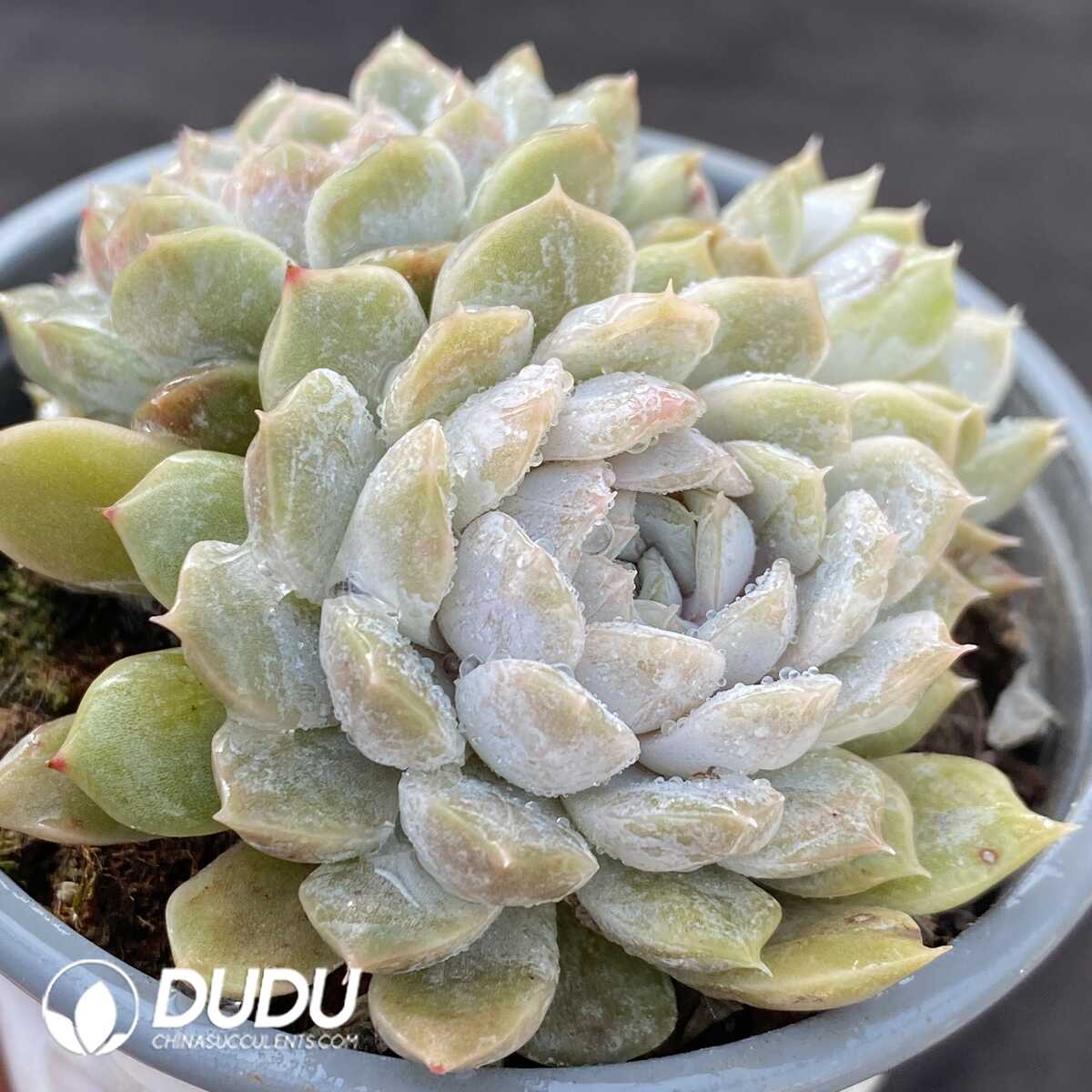 e201-222.jpg Echeveria Mary Bell Clustering - Image 1