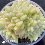 Echeveria Green Diamond Clustering