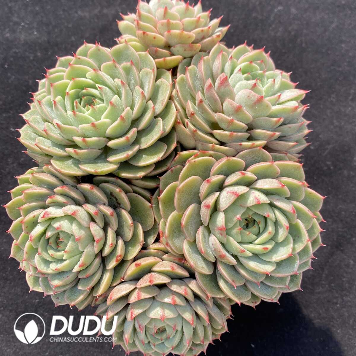 e201-224.jpg Echeveria Ben Badis Clustering - Image 1