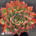 Echeveria Agavoides Floriana