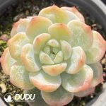 Echeveria Laui X Clavatum