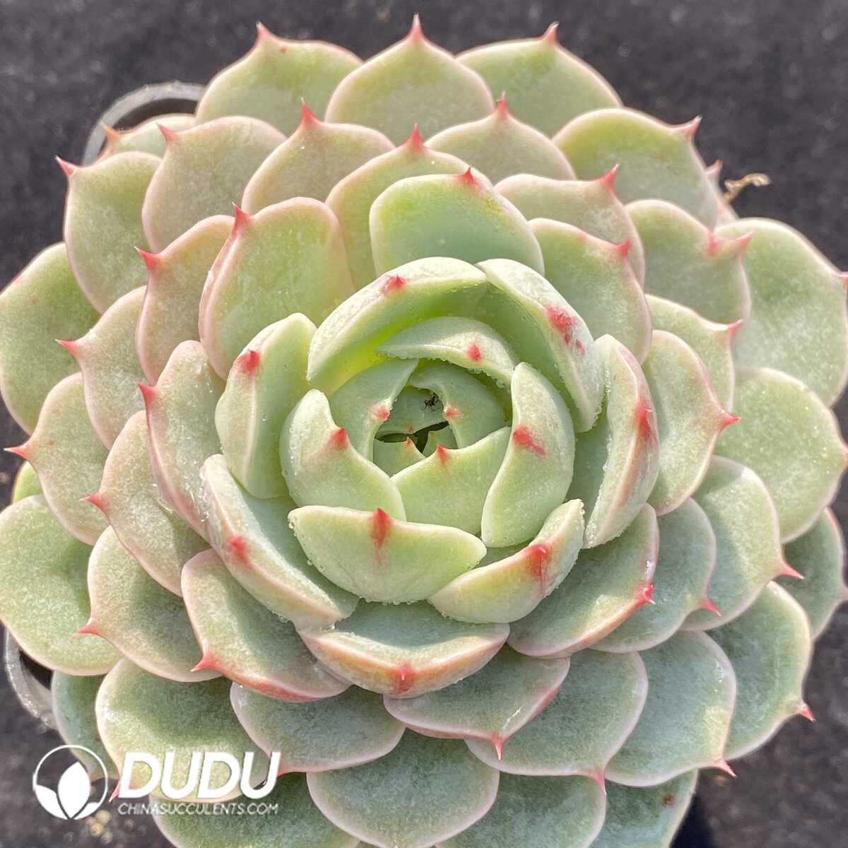 e201-227.jpg Echeveria Ben Badis - Image 1