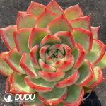 Echeveria Agavoides Floriana