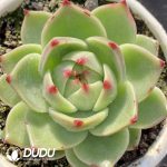 Echeveria Blue Dragon