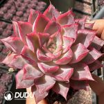 Echeveria Love Magic